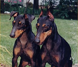 Click here to meet the Charlin Manchester Terriers.